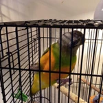 Фото №3 Сенегальский длиннокрылый попугай Райхенова.