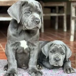 Фото №6 Щенки кане корсо от топ питомника