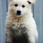 Фото №4 Белые снежки