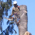 Спил,  обрезка  деревьев в Сергиево-Посадском районе