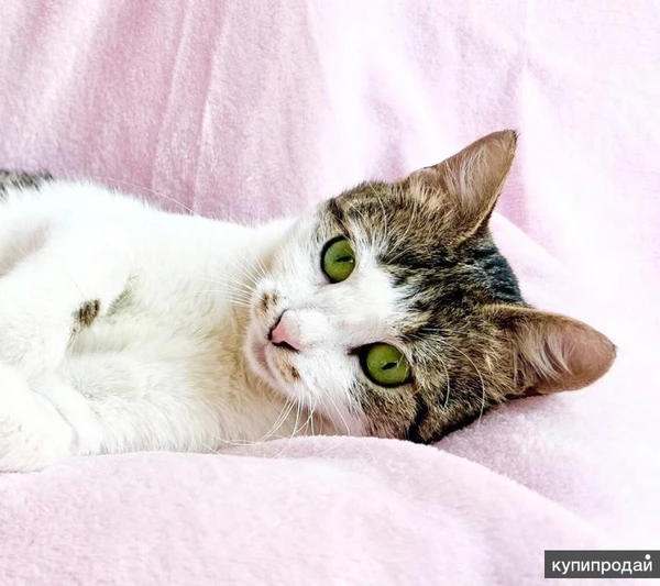 Фото Не просто кошка - королева в добрые руки