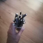 Фото №10 Веточки плодовых деревьев лесных.