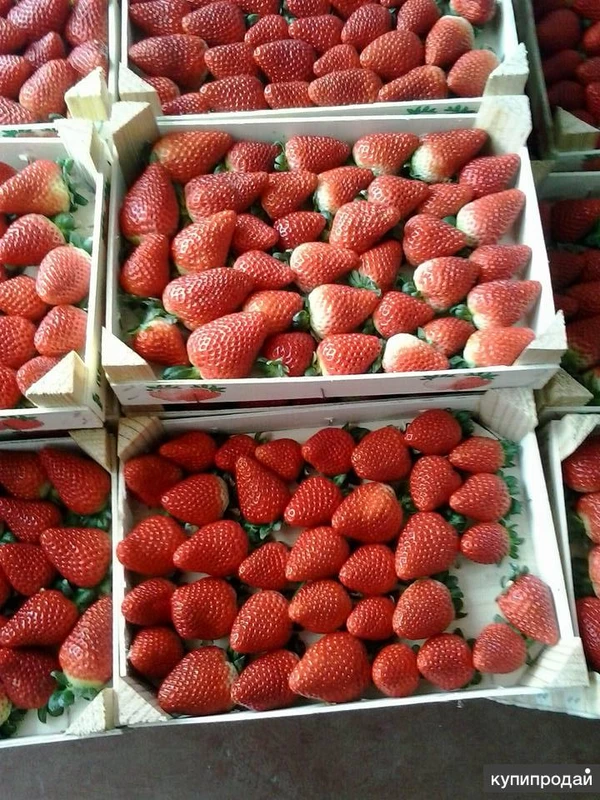 Фото Свежая клубника из Марокко