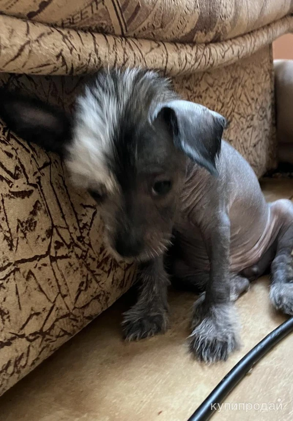 Фото Продаю щенков китайской хохлатой