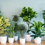 Уход и передержка комнатных растений