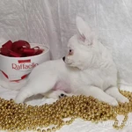 Фото №3 Чихуахуа, снежный мальчик