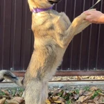 Фото №5 Очаровательная малышка метис