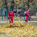 Фото №4 Уход за плодовыми деревьями. Уборка листвы