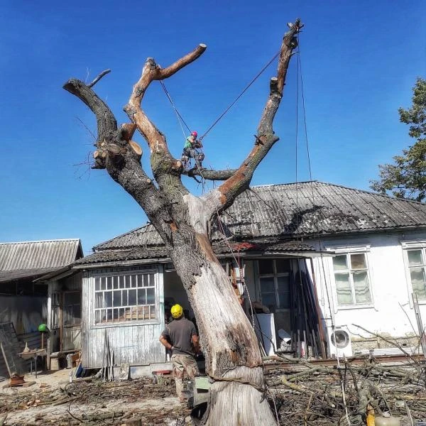 Фото Спилить дерево.Удаление деревьев.Арбористика