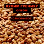 фото Купим гречиху оптом, возможен самовывоз