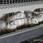 Фото №3 Перепел несушки Техасский белый бройлерный