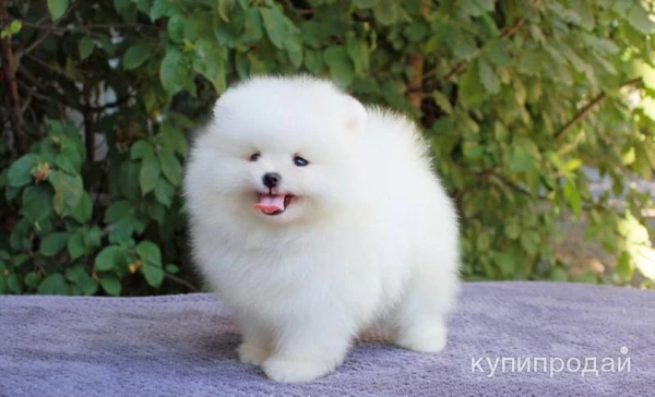 Фото Померанский шпиц