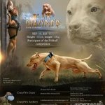 Фото №9 Презентации собак/кошек/лошадей/помета/вязки