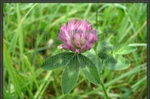 фото Клевер луговой (Trifolium pratense)