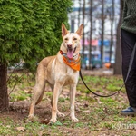 Фото №3 Щенок в добрые руки.