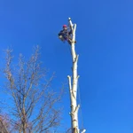 Фото №2 СПИЛ ДЕРЕВЬЕВ
