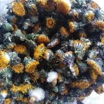 Фото №2 Одуванчики цвет.Цена за 100 грамм.