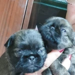 Фото №5 БРЮССЕЛЬСКИЙ ГРИФФОН 4,5 мес.