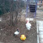 Фото №4 Коттедж 200 м2