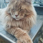 Фото №2 Вязка мейн-кун