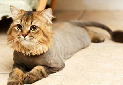 Фото Стрижка кошек