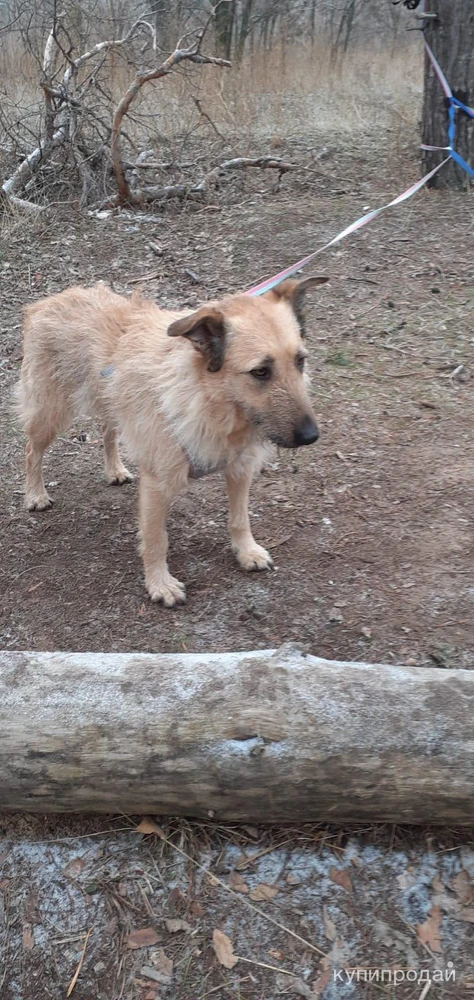 Фото Ищу дом для собаки-друга