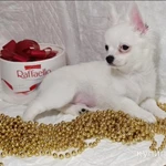 Фото №5 Чихуахуа, снежный мальчик