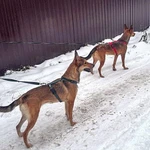 Фото №3 Молодые абсолютно домашние собачки Майра и Онда в добрые руки