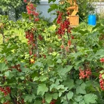 Фото №5 Дача 50 м2