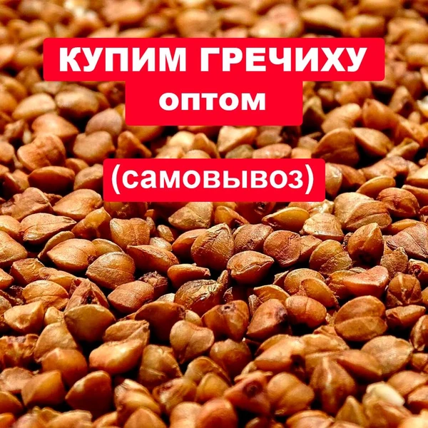 Фото Скупаем гечиху оптом, возможен самовывоз