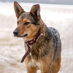 Фото №2 Идеальный семейный пес, молодой мальчик Бруно в добрые руки