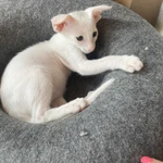 Фото №2 Продаю прекрасных ориентальных котят