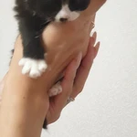 Фото №9 Котята в добрые руки