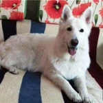 Фото №3 Белые снежки