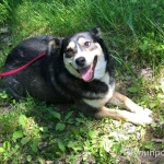 Фото №5 Очаровательная Малышка в дар.