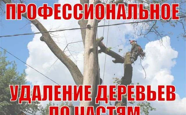 Фото Удаление деревьев любой сложности