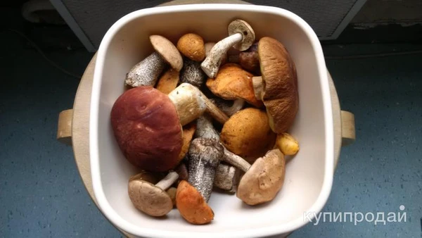 Фото Продам грибы