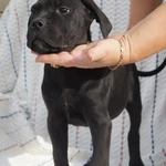 Фото №2 Щенки кане корсо с документами РКФ