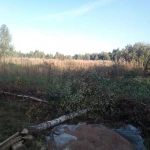 Фото №4 Спил деревьев. Благоустройство сада.