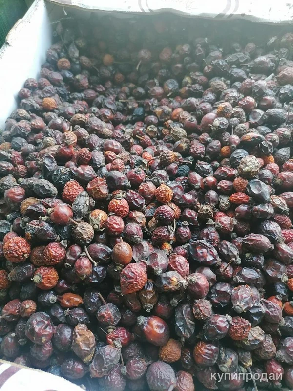 Фото Шиповник лесной горный.