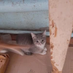 Фото №7 Отдам в добрые руки котят 2,5 месяца