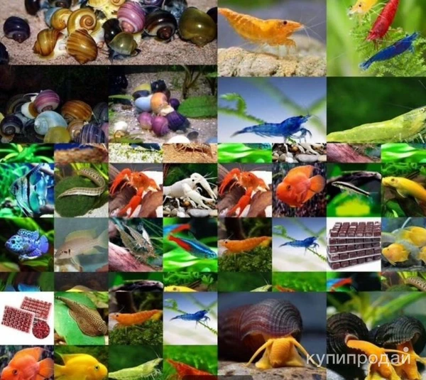 Фото Аквариумные рыбки, раки, крабы, растения