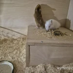 Фото №2 Сирийские хомяки