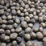 фото Картофель оптом от 20 тонн