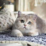 Фото №3 Британская девочка Виолетта