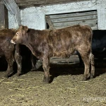 Фото №2 Бычки
