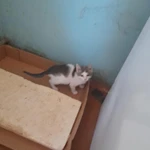 Фото №6 Отдам в добрые руки котят 2,5 месяца