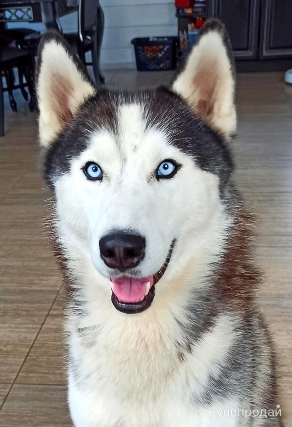 Фото Вязка хаски