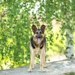 Фото №3 Щенок метис овчарки в дар