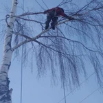 Фото №3 Валка, спил, уборка аварийных деревьев, веток.